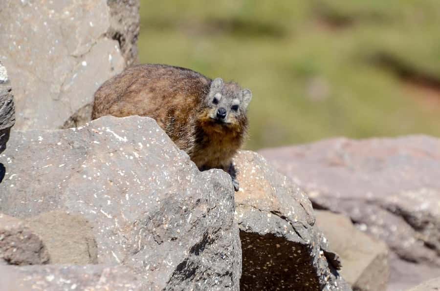 From Underberg: Sani Pass Private Day Tour - Key things I’d bet you’ll notice on this Sani Pass private day