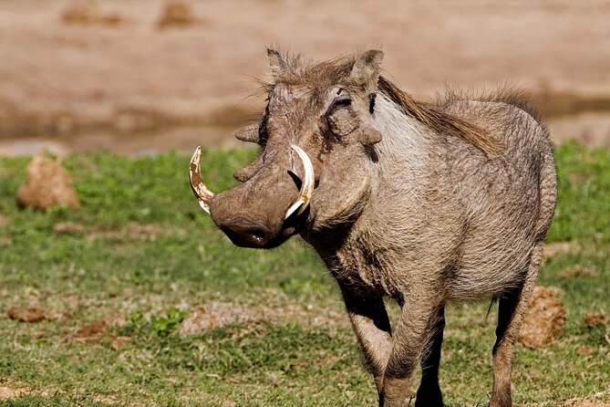 Full-Day Addo Elephant Park & Giraffe Walk - Addo Elephant National Park with real time inside
