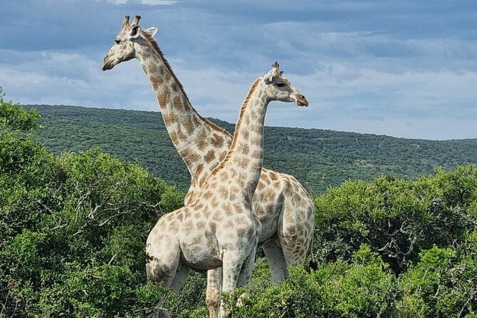 Full-Day Addo Elephant Park & Giraffe Walk - The safari day: what to expect on the road and in the park