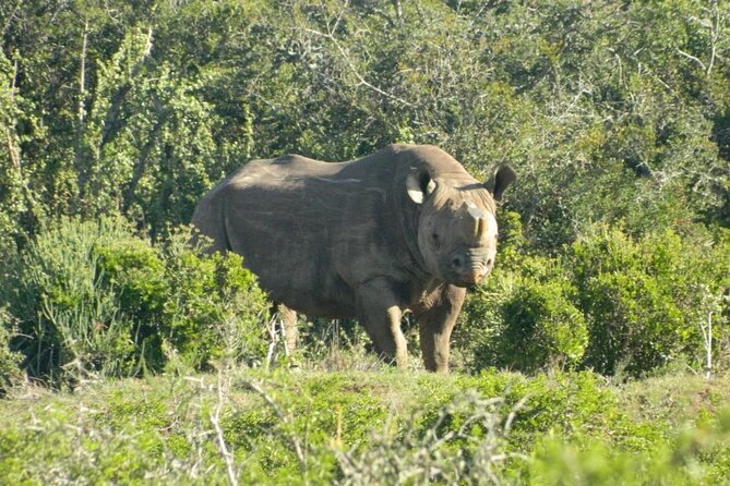 Full-Day Addo Elephant Park & Giraffe Walk - What to ask before you book, based on real-world safari limits