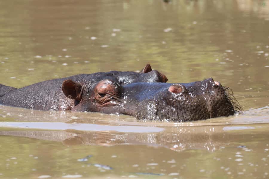 Full-Day Addo Park & Schotia Game Reserve (Open 4x4 vehicle) - Addo Elephant National Park: half-day drive plus a real lunch break