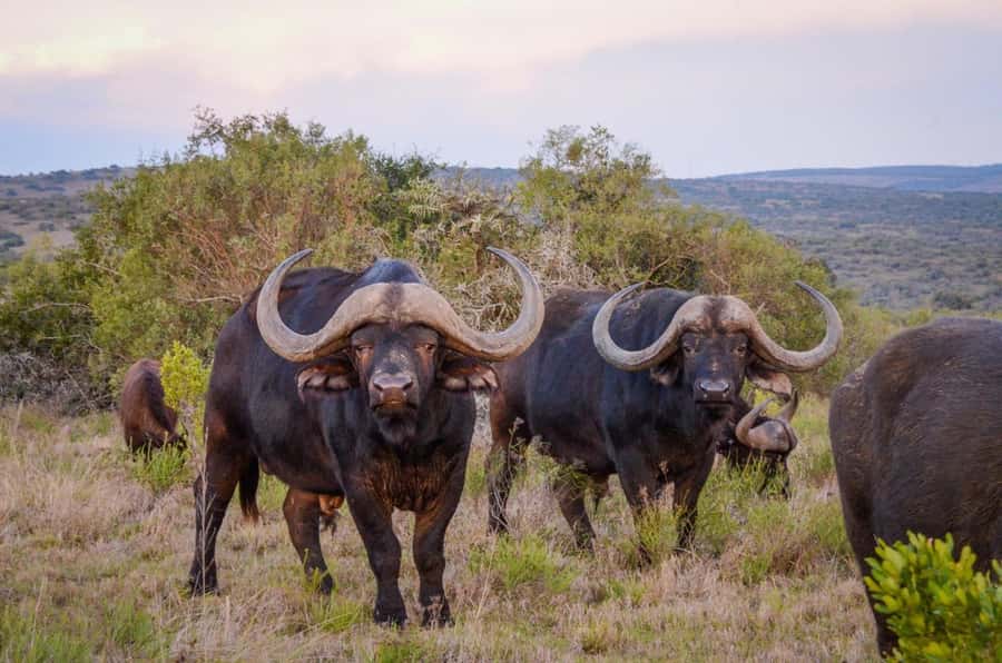 Full-Day Addo Park & Schotia Game Reserve (Open 4x4 vehicle) - Schotia Safaris Private Game Reserve: open-vehicle Big Five viewing