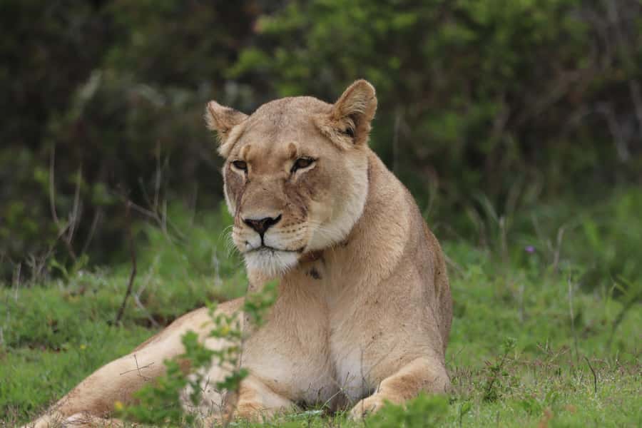 Full-Day Addo Park & Schotia Game Reserve (Open 4x4 vehicle) - Comfort, timing, and what the included food actually gives you