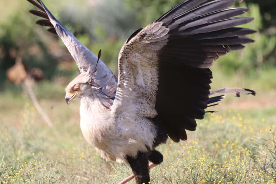 Full-Day Addo Park & Schotia Game Reserve (Open 4x4 vehicle) - Packing checklist that actually matters on this route