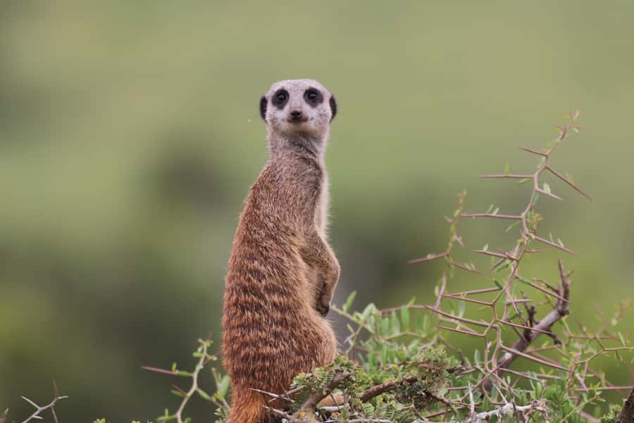 Full-Day Addo Park & Schotia Game Reserve (Open 4x4 vehicle) - Who this safari is best for (and who should look elsewhere)