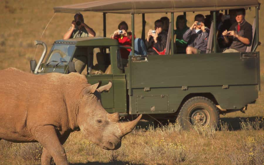 Full-Day Addo Park & Schotia Game Reserve (Open 4x4 vehicle) - Pickup timing and what the morning drive really feels like