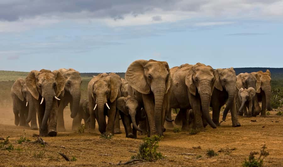 Full-Day All Inclusive Safari with Traditional Braai Lunch - Key highlights to look for