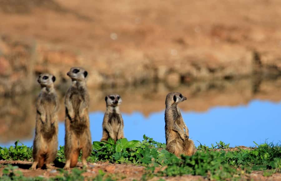 Full-Day All Inclusive Safari with Traditional Braai Lunch - Who should book this safari, and who should skip it