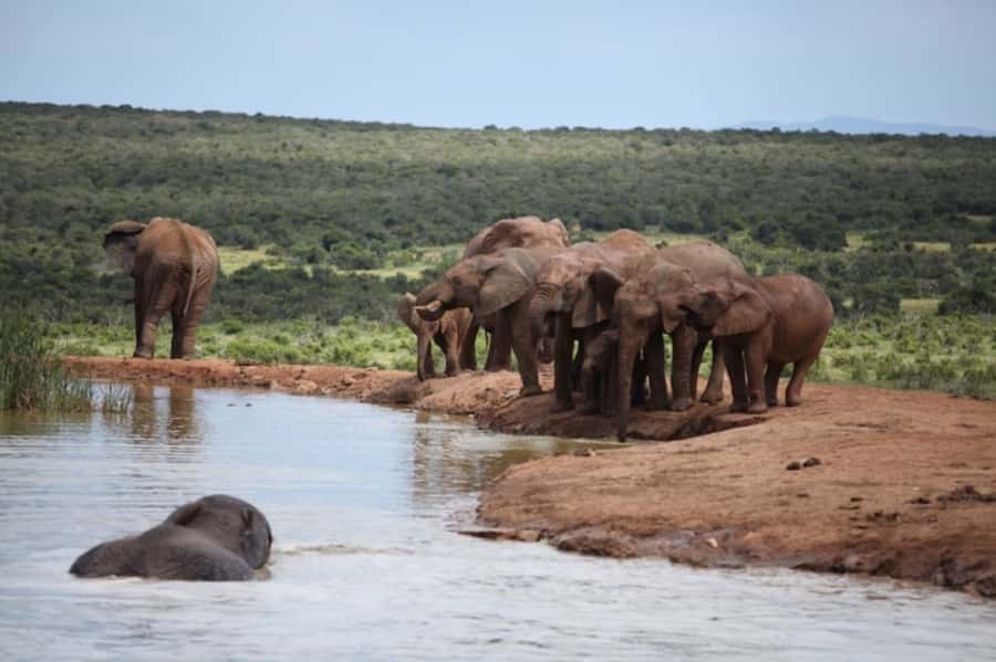 Full-Day All Inclusive Safari with Traditional Braai Lunch - Addo Elephant National Park: a Big 5 day built around waterholes