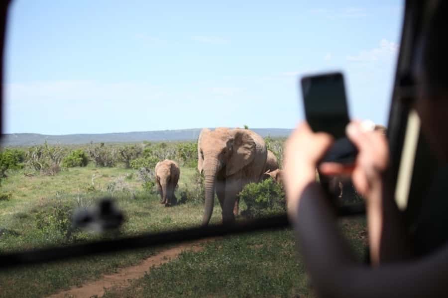 Full-Day All Inclusive Safari with Traditional Braai Lunch - Morning sightings before the 10:30 tea and coffee break