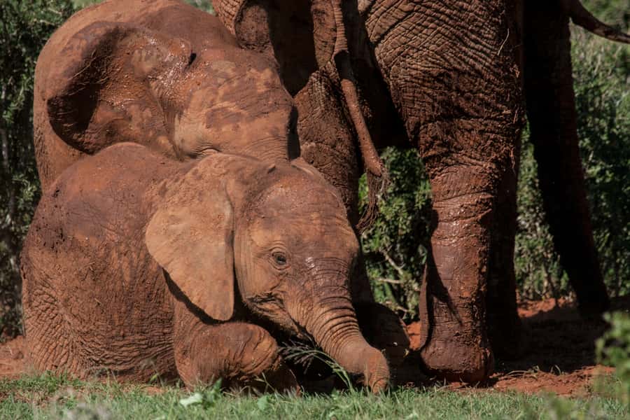 Full-Day All Inclusive Safari with Traditional Braai Lunch - What $186 per person really buys you on this all-inclusive day
