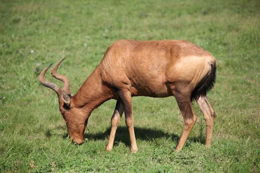 Full-Day All Inclusive Safari with Traditional Braai Lunch - Wildlife odds: how to set expectations for the Big Five