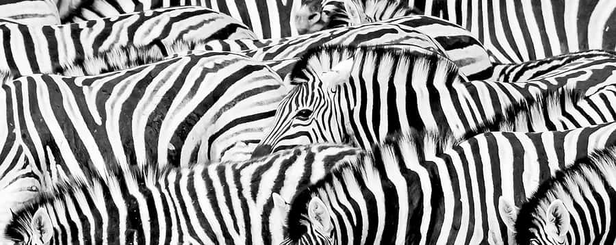 Full Day Aquila Safari (German) - Key highlights worth your attention