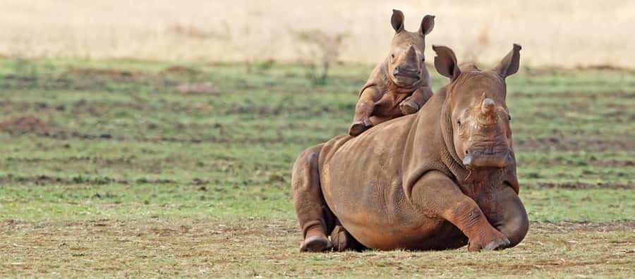 Full Day Aquila Safari (German) - A full day Big 5 plan from Cape Town