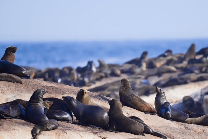 FULL Day Cape of Good Hope and Boulders Penguin Colony - Hout Bay Harbor and Duiker Island: Seals Are Optional, but the Town Is Worth a Stop
