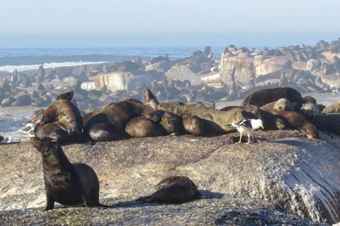 FULL Day Cape of Good Hope and Boulders Penguin Colony - Cape Point Ostrich Farm: Quick Fun Before the Main Reserves