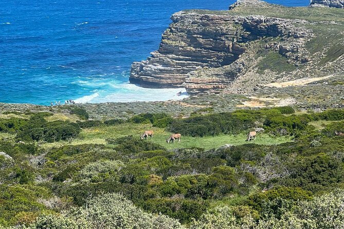 Full-Day Cape of Good Hope and Table Mountain with Penguins Tour - Boulders Beach Penguin Colony: the close-up part is the whole reason