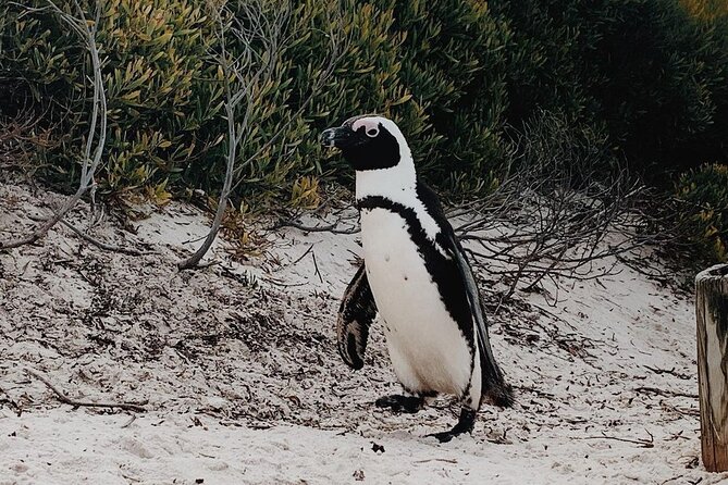 Full Day Cape of Good Hope-Cape Point Group Tour from Cape Town - Noordhoek Farm Village Time for Coffee and Lunch Choices