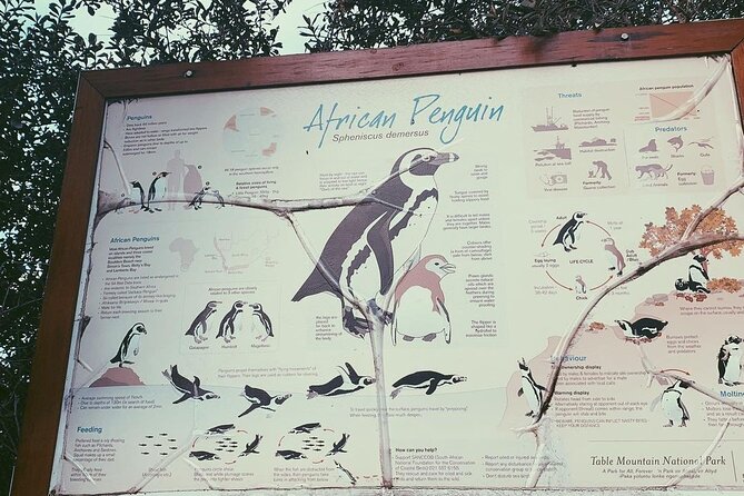 Full Day Cape of Good Hope-Cape Point Group Tour from Cape Town - Boulders Beach Penguin Colony at Simons Town