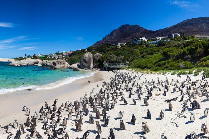 Full Day Cape Peninsula Tour - Getting to Simons Town without losing the plot