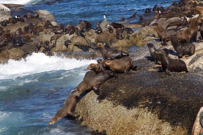 Full Day Cape Peninsula Tour - Guides and the small-group advantage on this MoAfrika tour