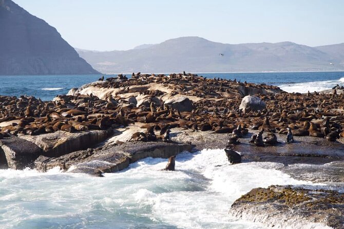 Full Day Cape Peninsula Tour - Timing tips for a smoother day
