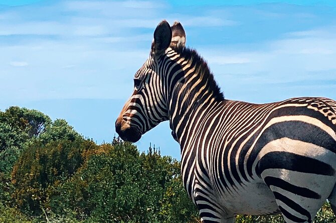 Full Day Cape Peninsula Tour in Private Car - Hout Bay: Seal Island boat trip plus market time