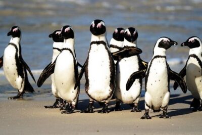 Full Day Cape Peninsula Tour in Private Car
