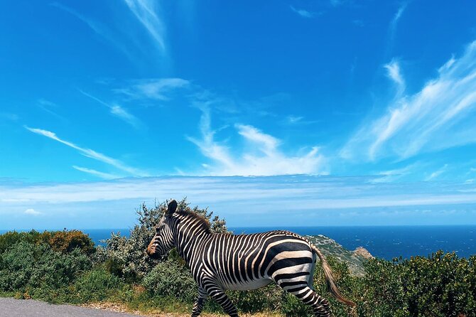 Full Day Cape Peninsula Tour in Private Car - Boulders Beach penguins: boardwalk viewing with big personality