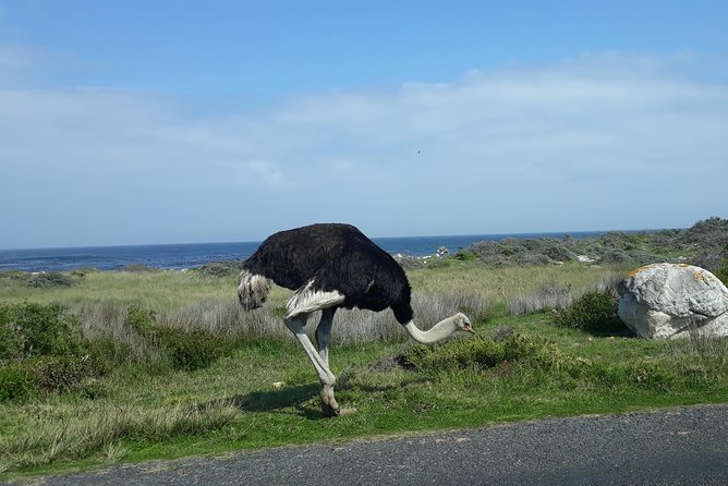Full Day Cape Peninsula Tour in Private Car - Muizenberg Beach: quick color, surf energy, and photos