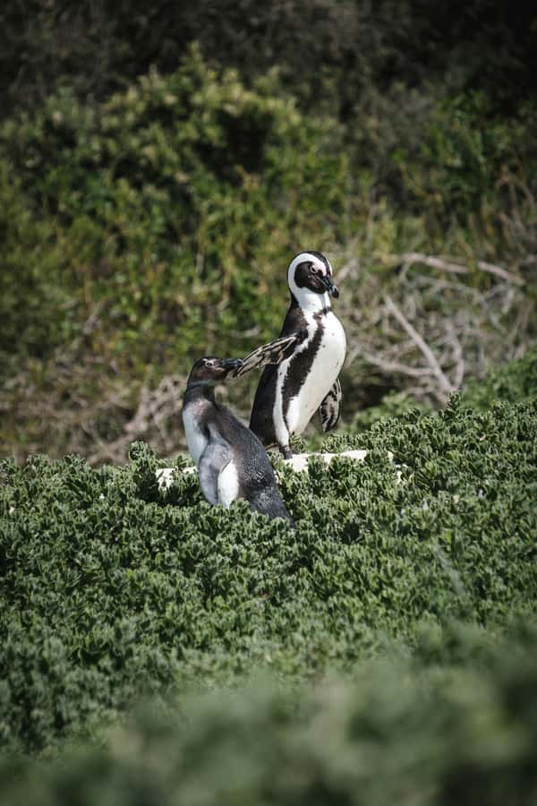 Full day Cape Penisula Tour: Chapman's Peak - Cape Point - Chapmans Peak: the drive is the attraction, and the guidance helps