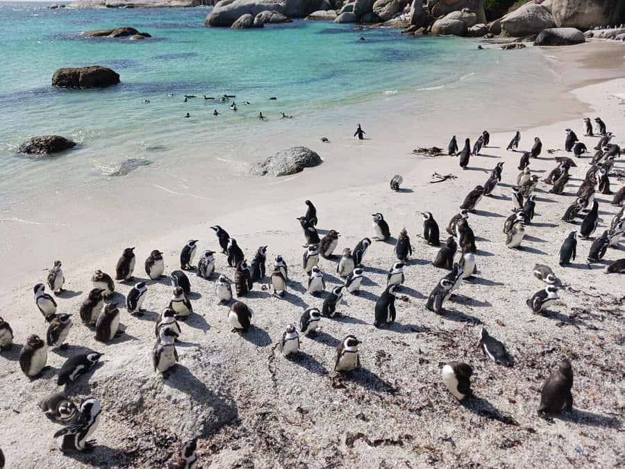 Full Day - Cape Point and Penguins Plus Table Mountain - Bo-Kaap and Muizenberg: Color and Culture Before the Cliffs