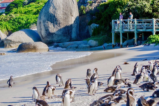 Full Day Cape Point Sightseeing Tour - Cape Point Nature Reserve: wildlife, viewpoints, and why the timing works