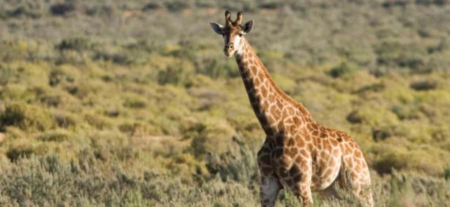 Full Day Cape Town Safari - Key things to know before you go