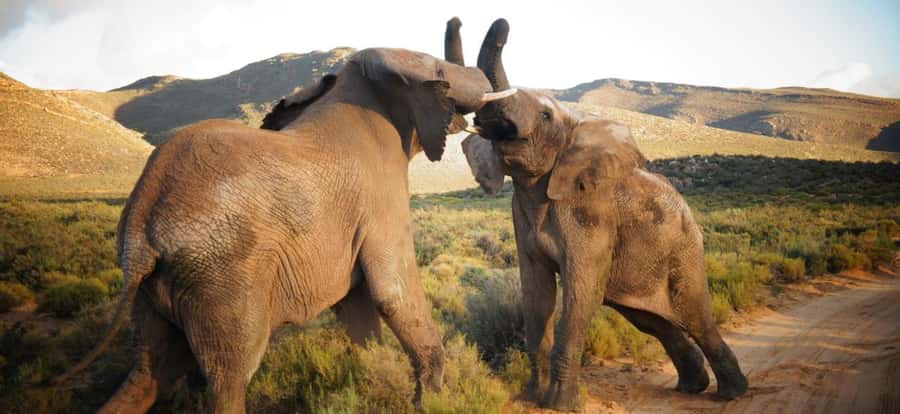 Full Day Cape Town Safari - Hotel pickup, shared van, and what the 10 hours feels like