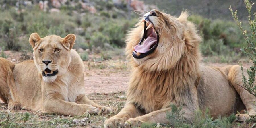 Full Day Cape Town Safari - Managing crowds and expectations for animal sightings