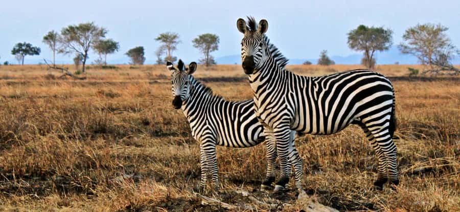 Full Day Cape Town Safari - The long scenic transfer: Du Toitskloof, Huguenot Tunnel, and wine country