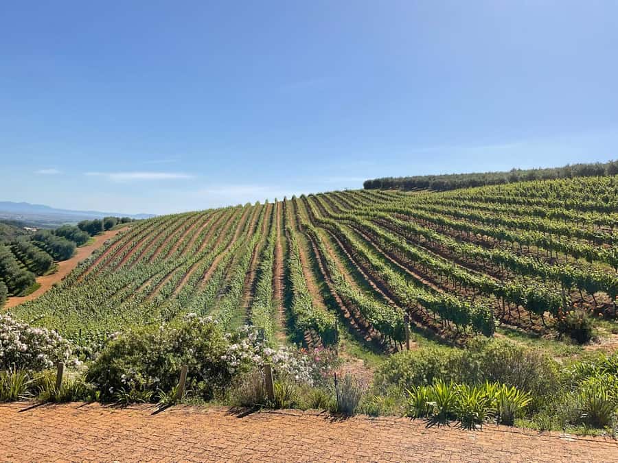 Full Day Cape Winelands Tour: Franschhoek & Stellenbosch - Stellenbosch town time, not just a name on a map