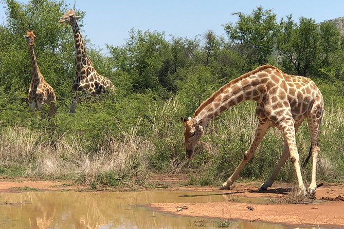 Full Day Exquisite Pilanesberg Safari from Johannesburg - A quick reality check before you book