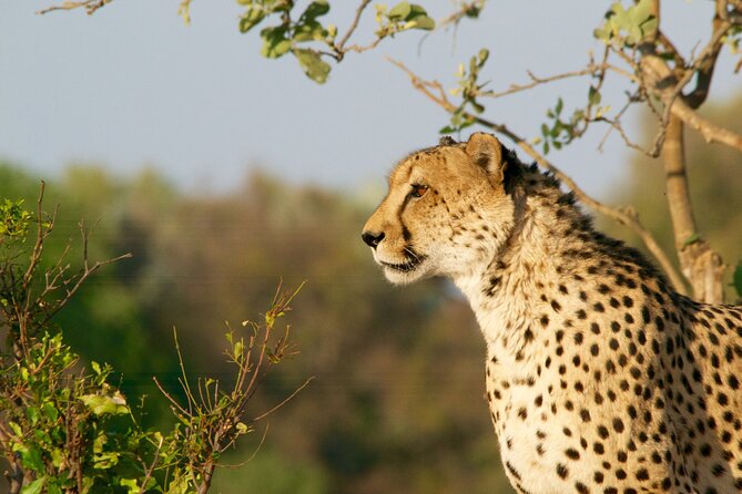 Full Day Exquisite Pilanesberg Safari from Johannesburg - Lunch at the lodge: a break that keeps you in safari mode