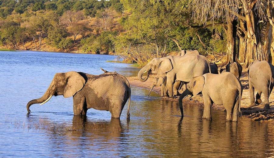 Full Day Hluhluwe Imfolozi Game Reserve Tour from Durban - Animals you can reasonably hope to see, beyond the Big Five
