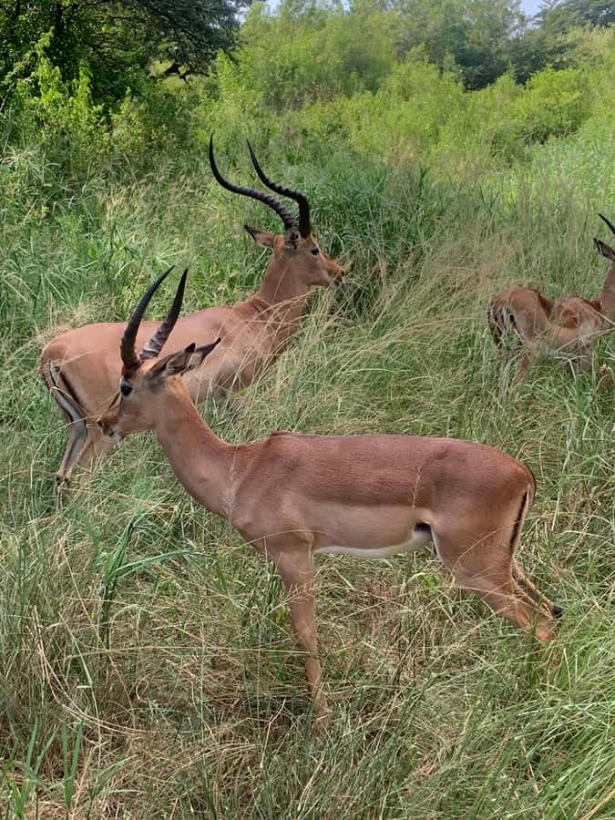 Full Day Hluhluwe Imfolozi Game Reserve Tour from Durban - Guide quality matters, and Benson’s role is a recurring theme