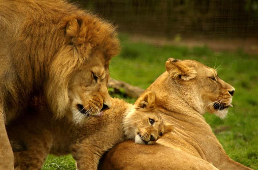 Full Day Hluhluwe Imfolozi Game Reserve Tour from Durban - Timing on a full day safari, and how to plan your body