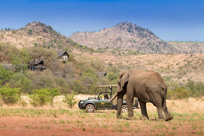 Full Day Pilanesberg Experience in Open Vehicle - Transportation comfort and vehicle reality (open vs closed)