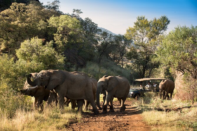 Full Day Pilanesberg Safari Adventure - Afternoon safari back toward Bosele Camp: second chance, different energy