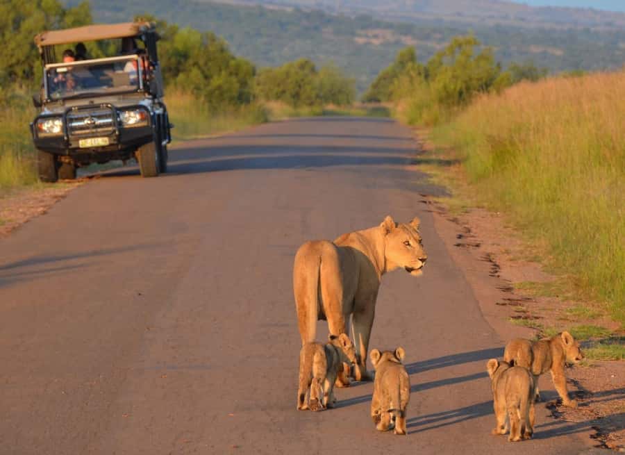 Full-Day Pilanesberg Safari from Sun City - Morning game drive from 9:15 to 12:15, where the Big 5 odds start