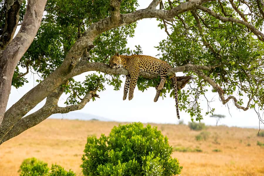 Full-Day Pilanesberg Safari from Sun City - Lunch at the Pilanesberg Centre, a break that helps your next drive