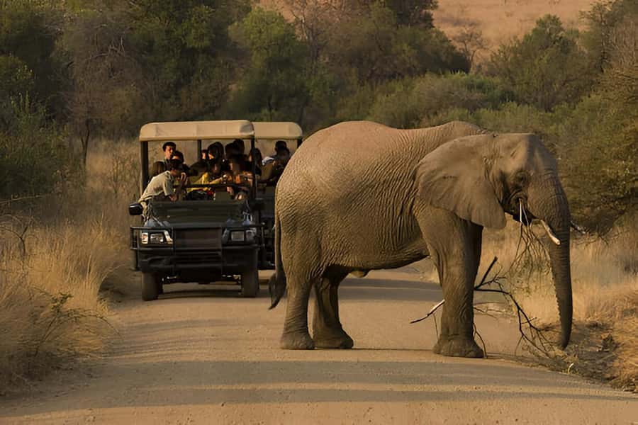 Full-Day Pilanesberg Safari from Sun City - Price and logistics, plus the real “at the gate” cost