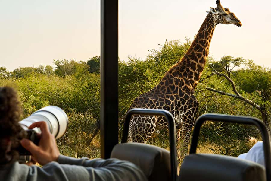 Full-Day Pilanesberg Safari from Sun City - Pickup, vehicle ride, and what “small group” actually feels like