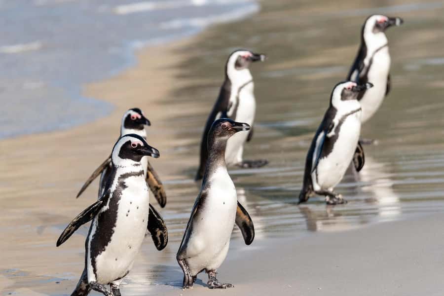 Full-Day Private: Best of the Cape - Should You Book This Best of the Cape Private Day?